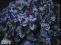 Black Scallop ('Binblasca'®)